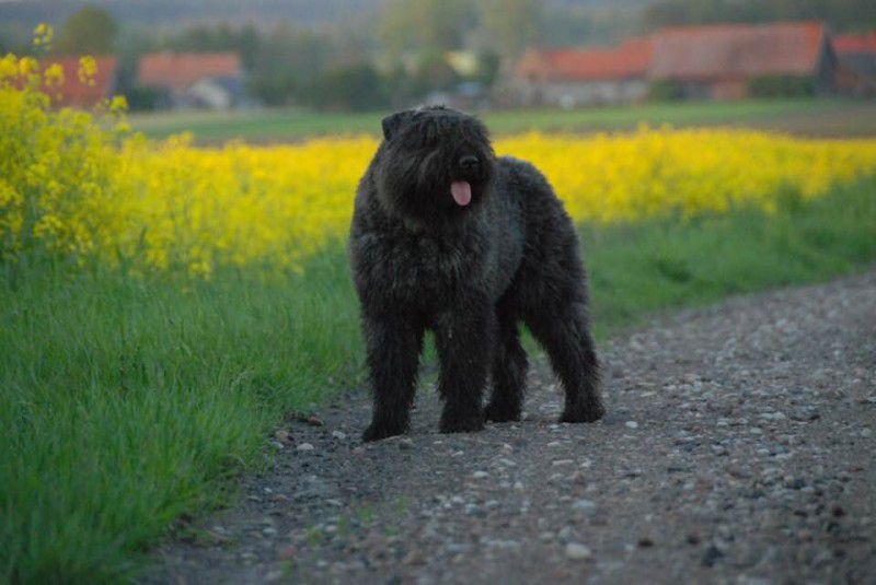 NANA Bouviery z Regla | Bouvier des Flandres 