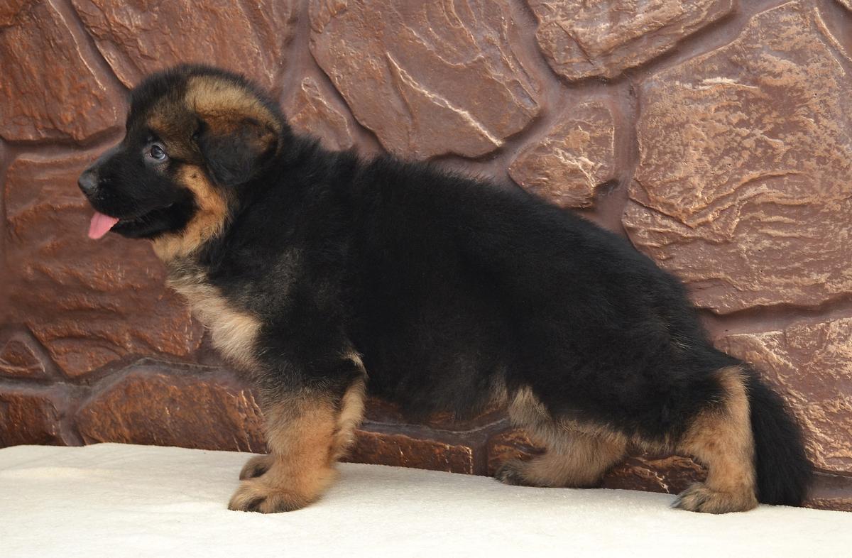Olimpiya s Samogo Chjornogo Morja | German Shepherd Dog 