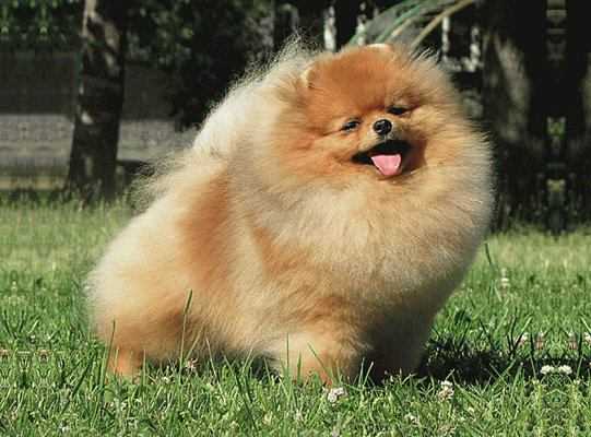 Mag-Hanter Robin Hood | German Spitz 