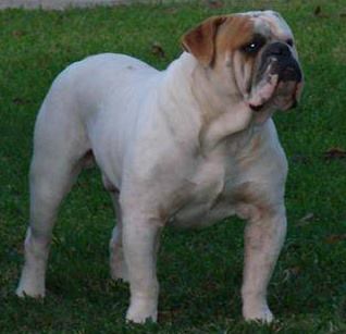 Sauceda's Argentus Axe | Olde English Bulldogge 