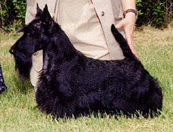Anstamm Future Shock | Scottish Terrier 