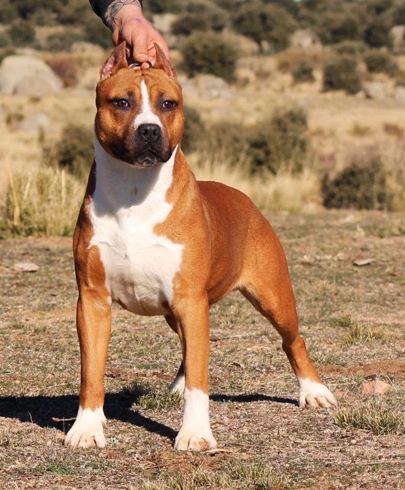 Alea Jacta Est War Machine | American Staffordshire Terrier 