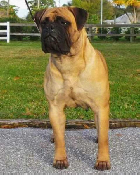 Chato's Orange | Bullmastiff 