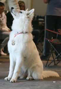 Dolce Bambina Les Trois Baisers | White Swiss Shepherd Dog 