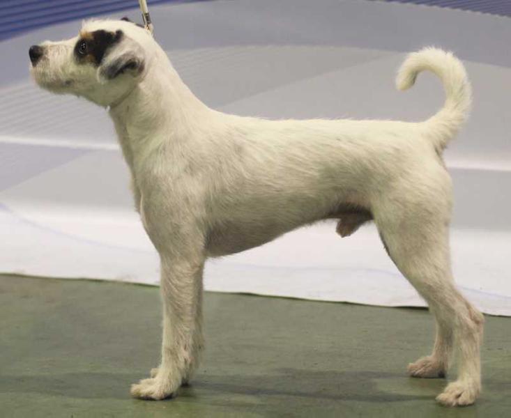 MANFULL KNIGHT Mysia Zaglada | Parson Russell Terrier 