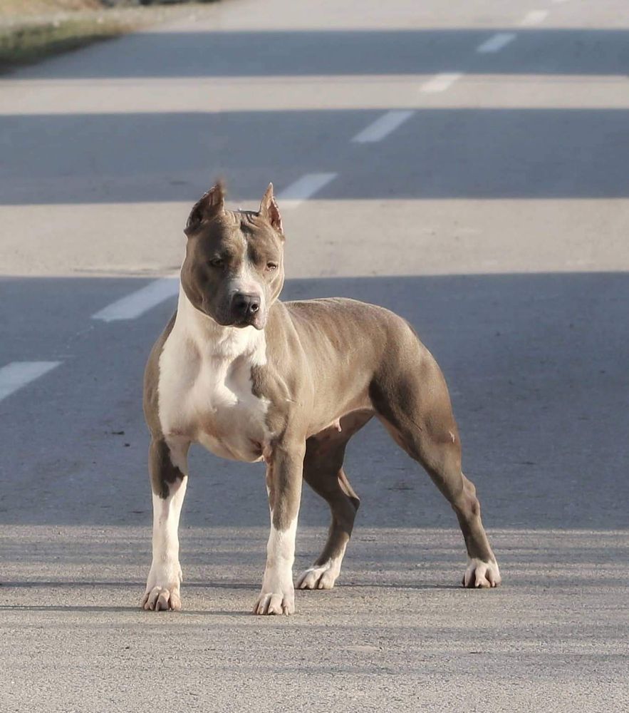 Noa long step | American Staffordshire Terrier 