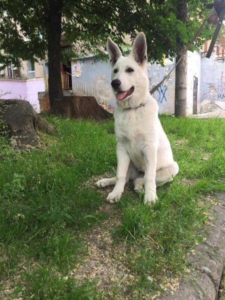 ARNOLD White Fang's House | White Swiss Shepherd Dog 