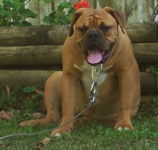 BuffaloCreek's Dakota 2 at 6 Month's 55lbs. | Olde English Bulldogge 