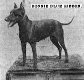Bonnie Blue Ribbon | Manchester Terrier 