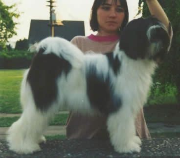 MALISHAR'S HOLLY OF SCHANTI | Tibetan Terrier 