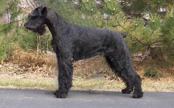 Momentumm V.I.P. | Giant Schnauzer 