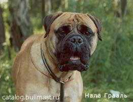 Nala Graal | Bullmastiff 