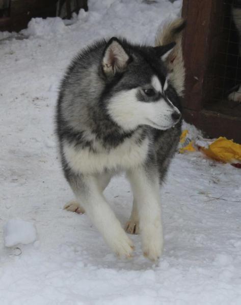 Skazka Vostoka Edinstvennaya Maya | Alaskan Malamute 