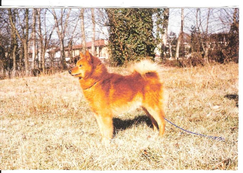 Cullabine HUSSEL | Finnish Spitz 