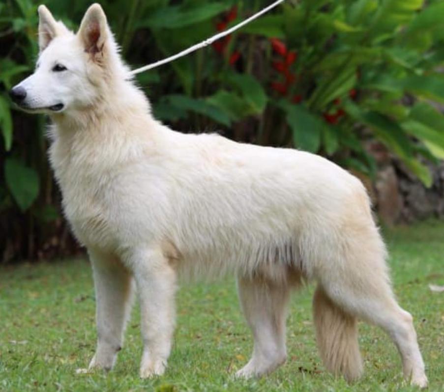 Sammy do Jardim de Aldeia | White Swiss Shepherd Dog 