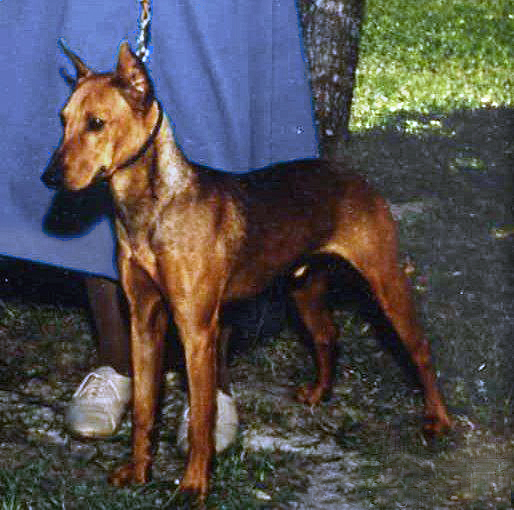 CALYPSO Danilo Bohemia | German Pinscher 