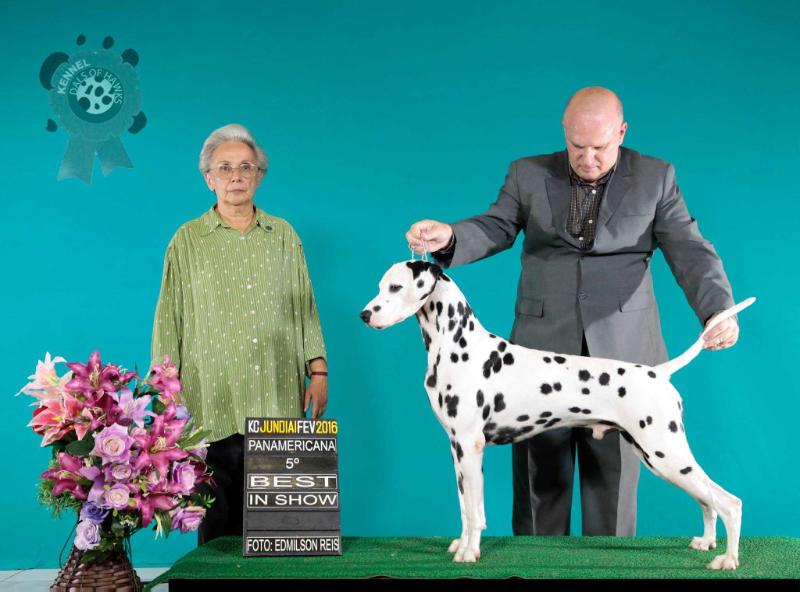 Condor Dals of Hawks | Dalmatian 