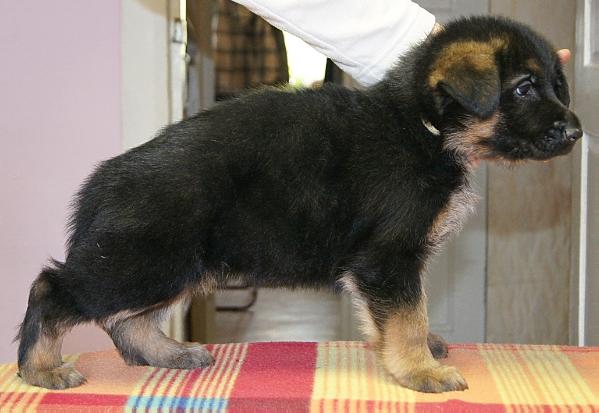 Ilba of Flokish Fest | German Shepherd Dog 