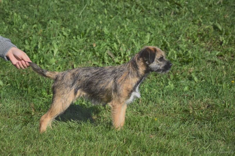 Popeda's Isis-ilona | Border Terrier 