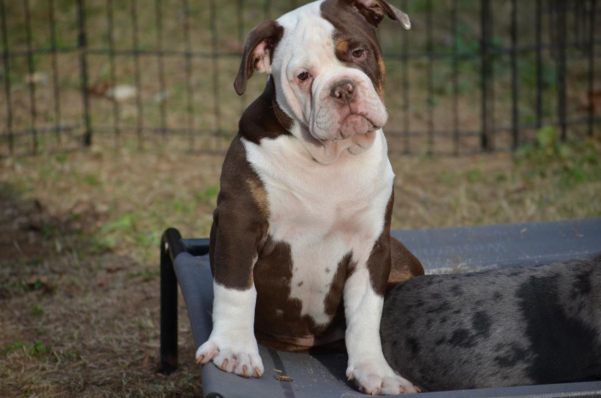 KHAOS' ALL GAS NO BRAKES | Olde English Bulldogge 