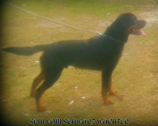 Spin Vom Schwarz Wächter | Rottweiler 