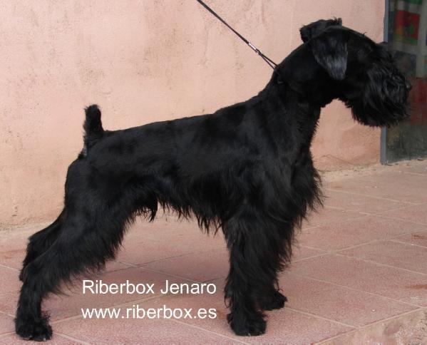 Riberbox Jenaro | Miniature Schnauzer 