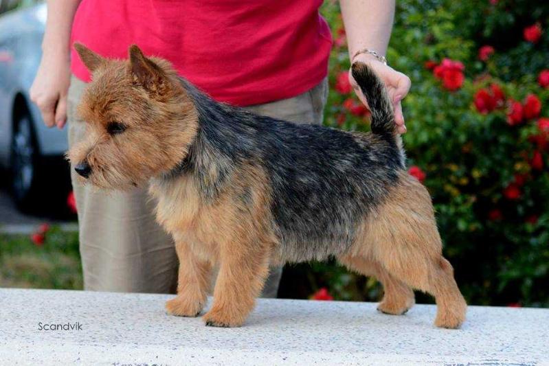 Sveliz amore mio | Norwich Terrier 