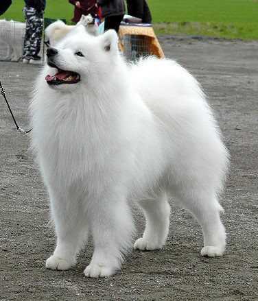 Sam Sirius DON FABULOUS | Samoyed 