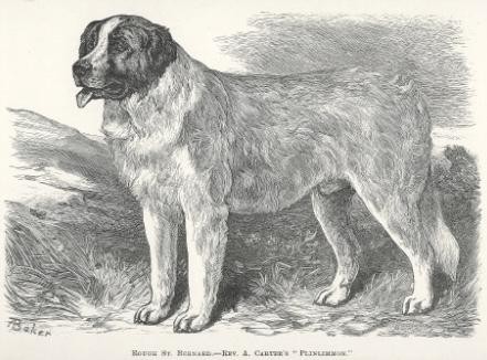Plinlimmon (1883) | Saint Bernard 