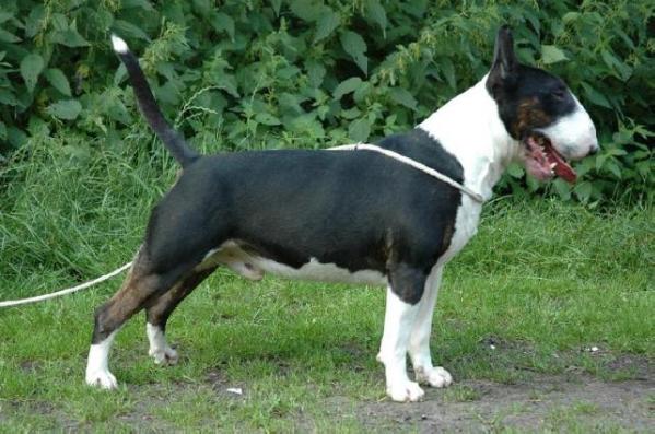 Shadow Master To Bullorties | Bull Terrier 