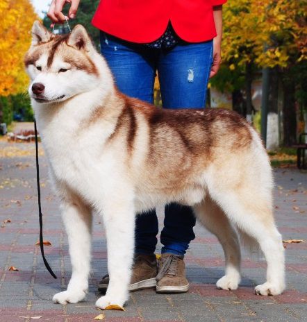 Iskander Love Me Blue Bricassart | Siberian Husky 