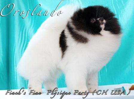 Finch's Fine Physique Parti | Pomeranian 