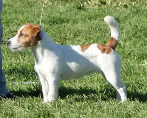 Jacks'R'us Arwen Evenstar | Jack Russell Terrier 