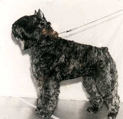 Elke Byou v.h. Molengat | Bouvier des Flandres 