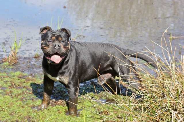 Bullforce' Black Jack | Olde English Bulldogge 