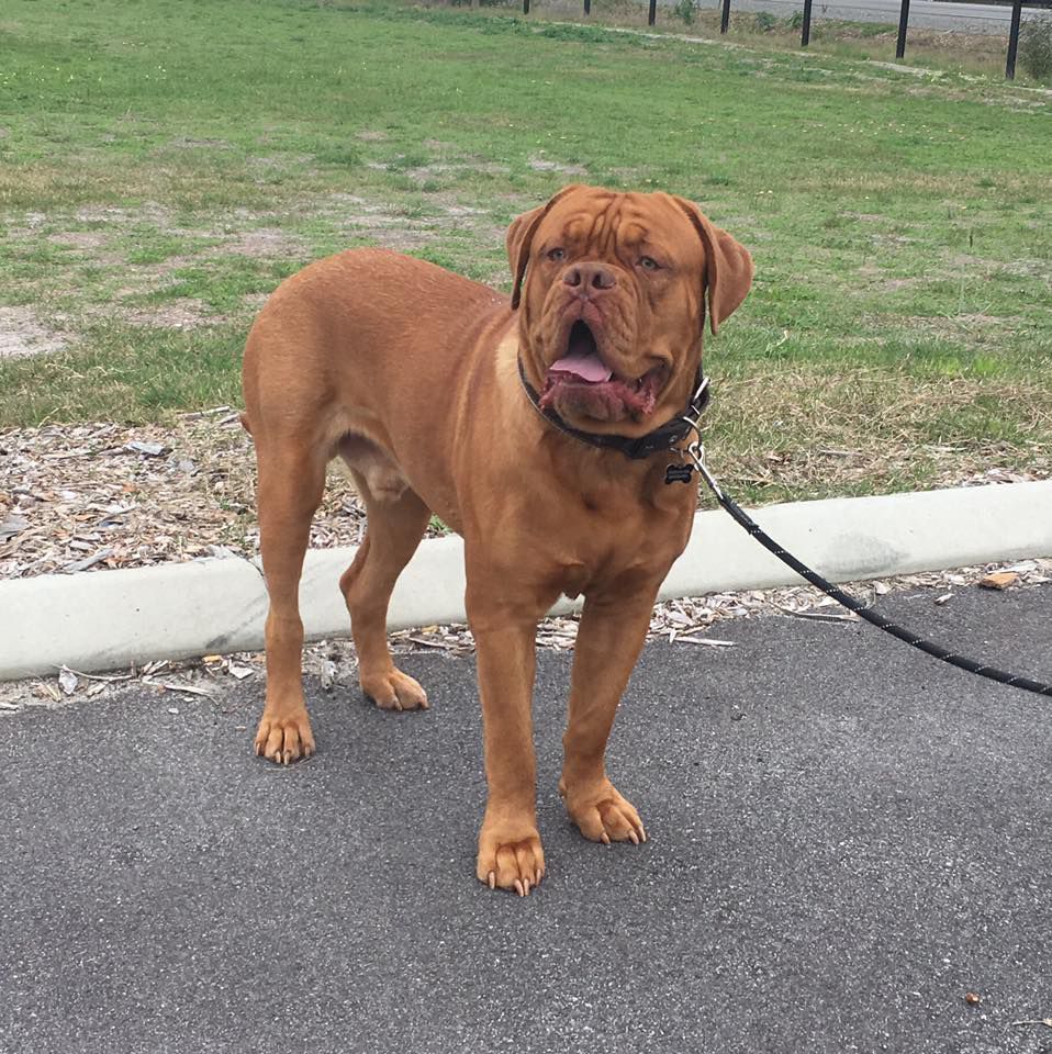 Taureauxroug By My Side | Dogue de Bordeaux 
