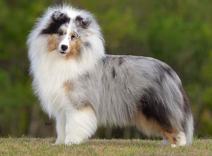 Lochlyn All Jacked Up | Shetland Sheepdog 