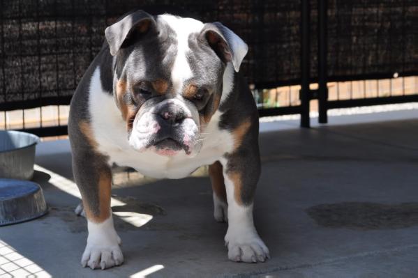 Carrera's Blue Booda | Olde English Bulldogge 