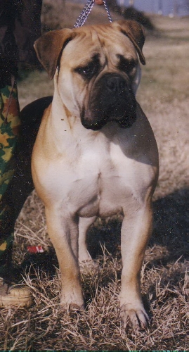 KORONA INKA | Bullmastiff 