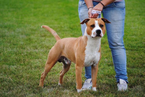 Hot Family Starbuster | American Staffordshire Terrier 