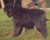 Assuranceturix | Bouvier des Flandres 