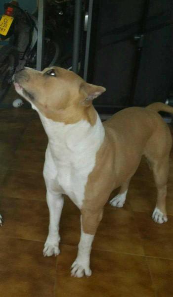 Can condado arkansas | American Staffordshire Terrier 