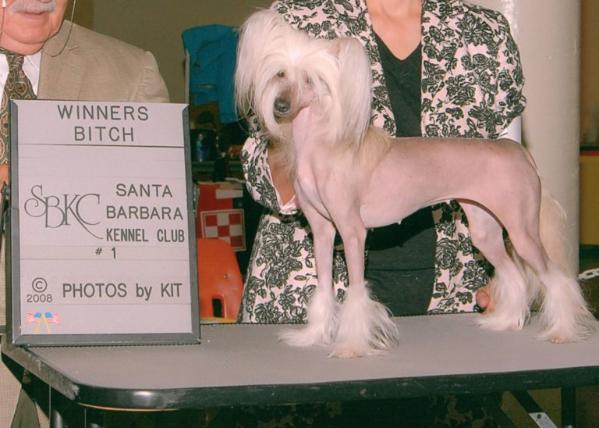 Kalon's lady of the Lake | Chinese Crested 