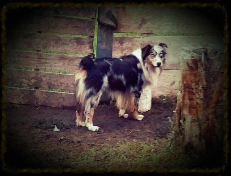 Corders Daniel Boone | Australian Shepherd 