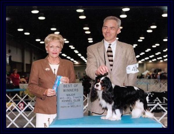 Castlemar's Ragin Bull | Cavalier King Charles Spaniel 