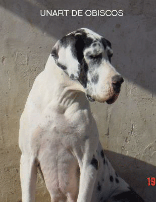 Unart de Obiscos | Great Dane 