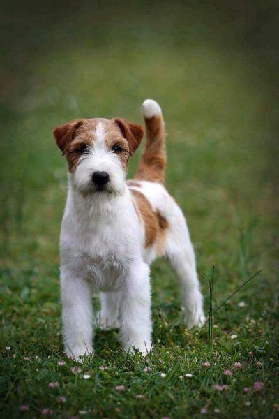 Take the Box Di Sutri | Jack Russell Terrier 