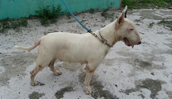 Anick the White Bull | Bull Terrier 