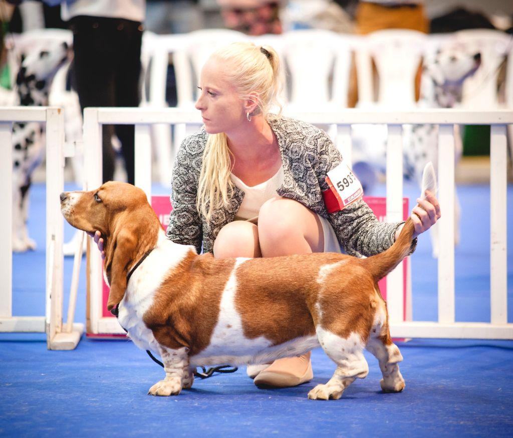 lola de la flamme sacrée d'hestia | Basset Hound 