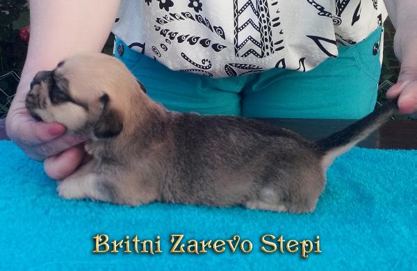 Britni Zarevo Stepi | Dandie Dinmont Terrier 